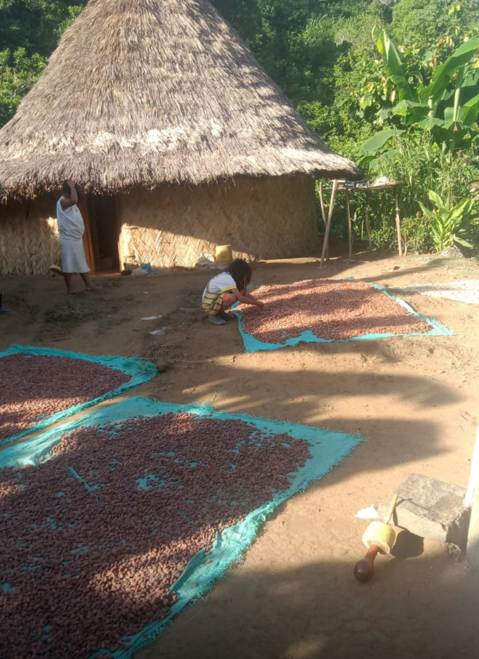 Ceremonial Wild Cacao from the Kogi of Colombia